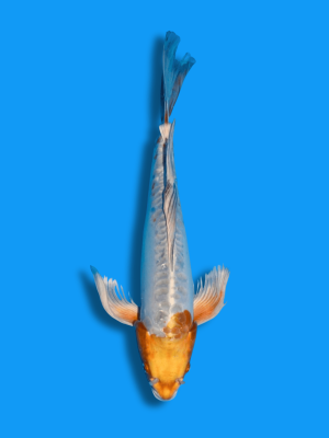 Butterfly Doitsu Kogane Ochiba | Koi&Co.